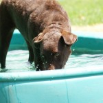 Macey in the pool