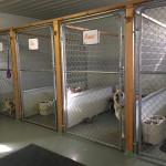 West wing at Matthews Kennels